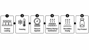 how-does-a-lyophilizer-works